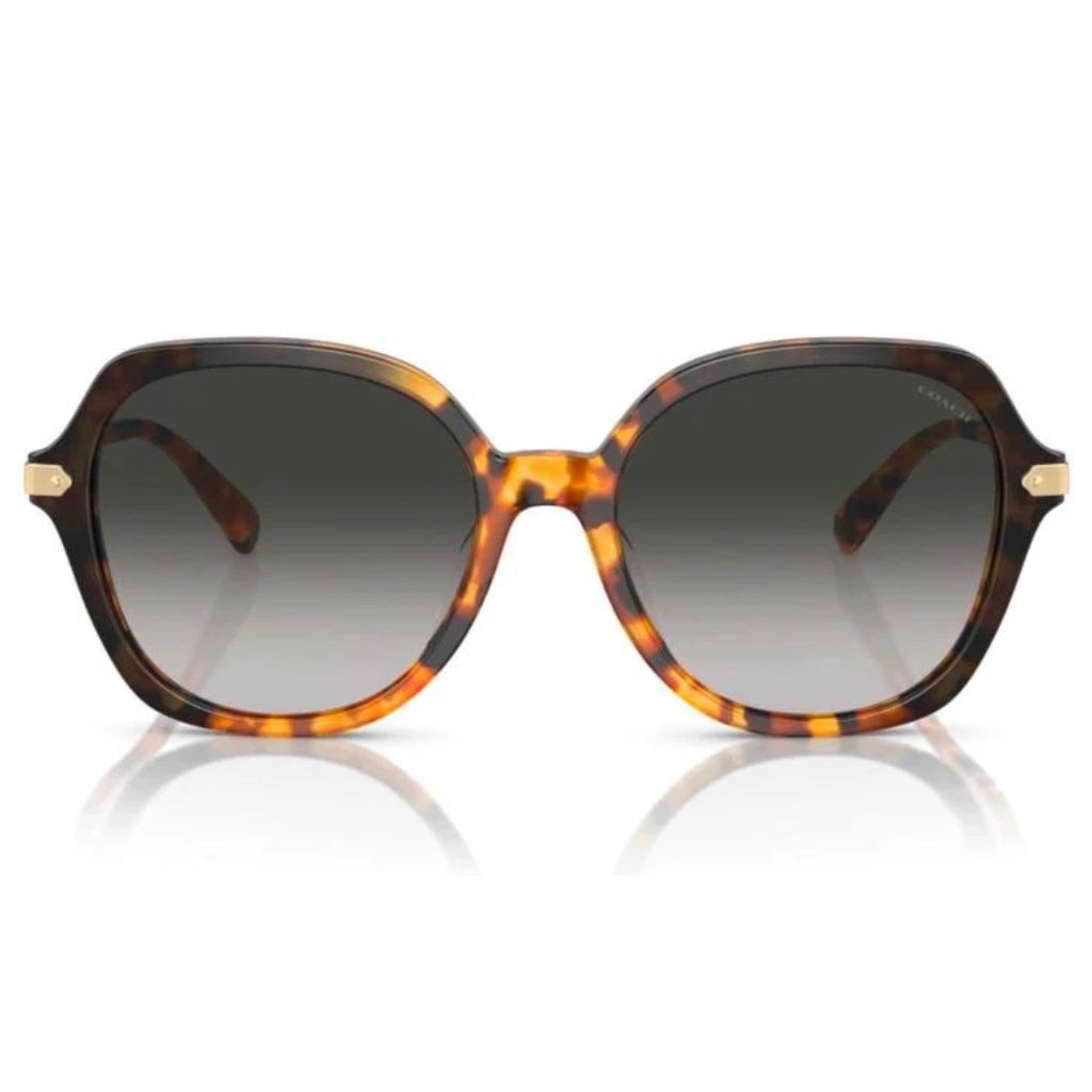Coach - Sun Shadow Heritage - Image 2